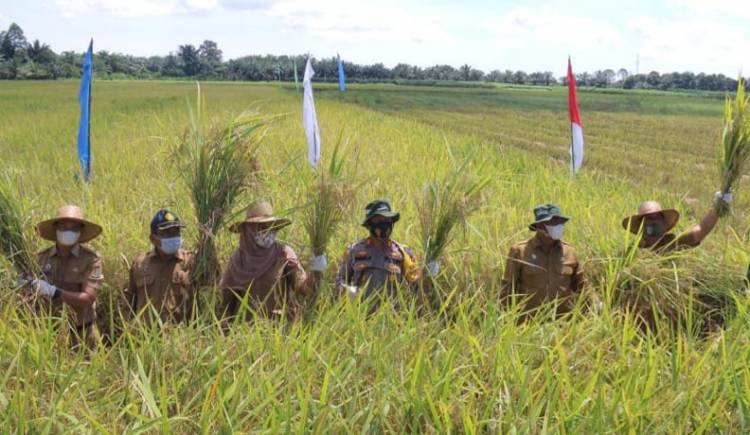 Bupati dan Kapolres Sergai Panen Padi Perdana di Seirampah