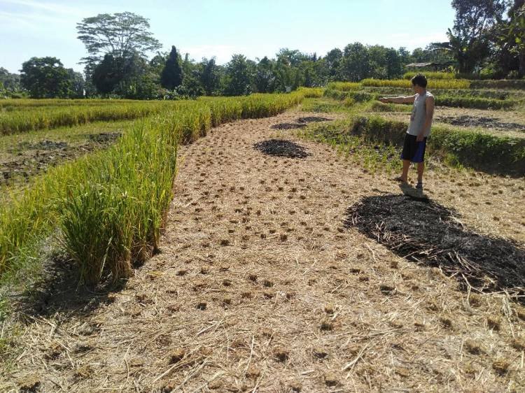 Gagal Panen, Petani Dua Nagori di Kecamatan Panei Semakin Menderita