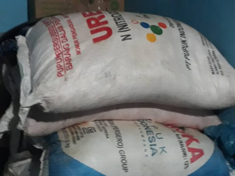 Petani Jagung di Karo Mengeluh, Pupuk Subsidi Langka di Kios Penyalur
