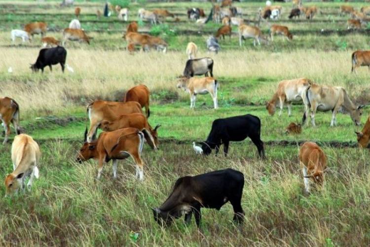 DPRD Langkat RDP Lintas Komisi Bahas Larangan Ternak Lembu Masuk HGU PT Rapala