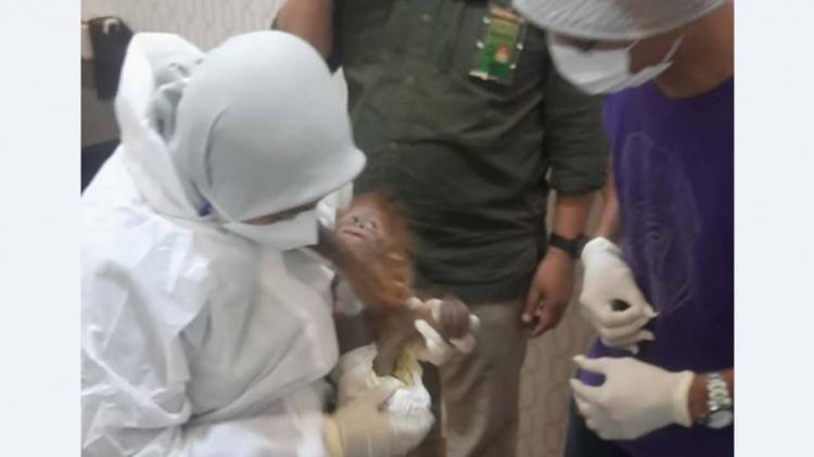 Polda Sumut Ungkap Praktik Perdagangan Orang Utan 