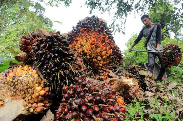 DPRD SU Minta Pemprov Sumut Tindak Tegas Pengusaha Tak Patuhi Penetapan Harga TBS