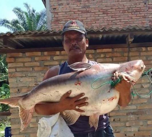 Warga Heboh, Ikan Patin Seberat 18 Kg Terpancing di Sungai Padang