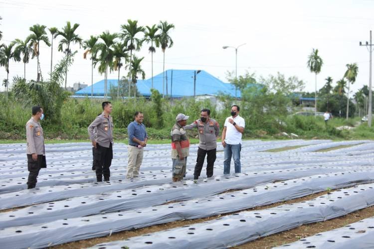 Kapolda Sumut Gagas Perkebunan Cabai dan Bawang Manfaatkan Lahan Tidur