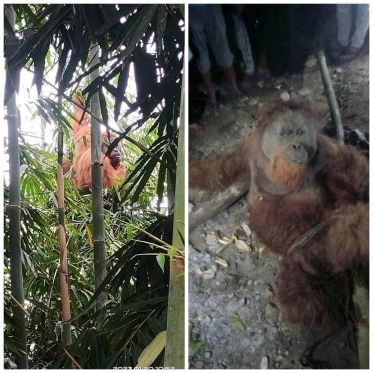 Orang Utan Ditemukan Warga LMD di Kuta Kendit Karo