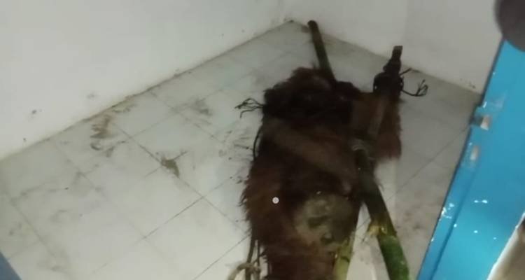 Tunggu BKSDA, Orang Utan Diamankan Warga LMD ke Pustu Kuta Pengkih
