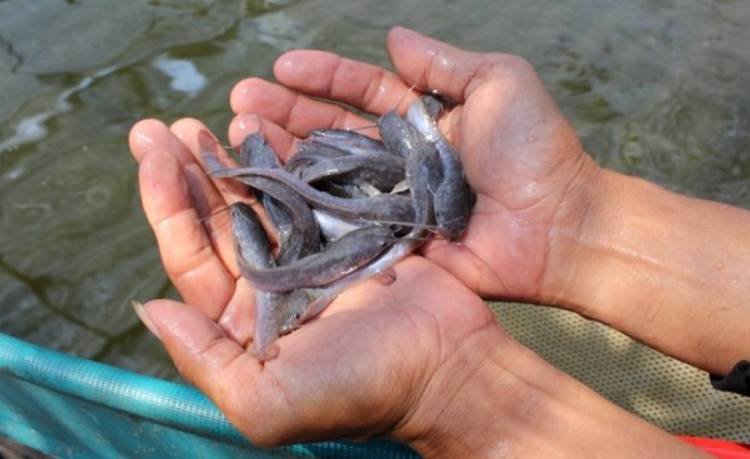 PT Socfindo Aekloba Serahkan 7500 Bibit Ikan di Desa Alangbonbon