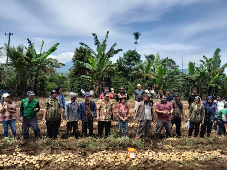 Petani Karo  Panen Kentang Hasil Program Aspirasi Ketua DPRD SU Peroleh Hasvil 8,35 Ton
