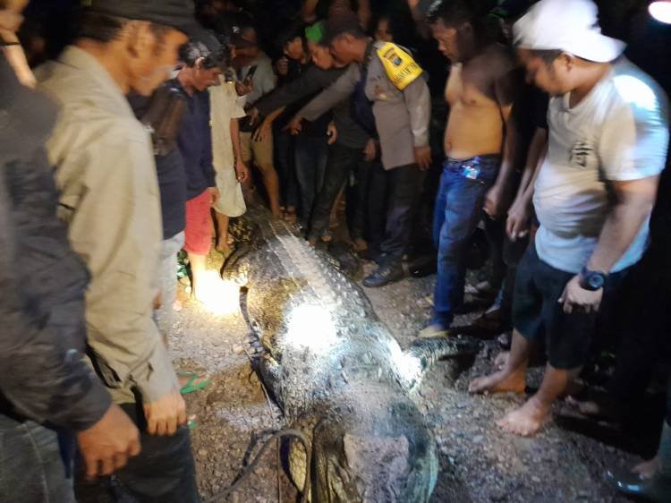 Cuci Pakaian, Ibu Hamil Diterkam Buaya di Labura