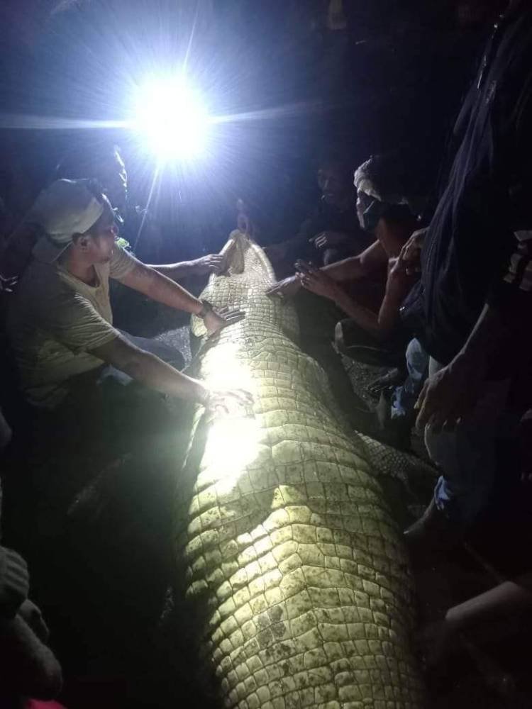 Buaya Penerkam Ibu Hamil di Sungai Aekkanopan Labura Jenis Buaya Katak
