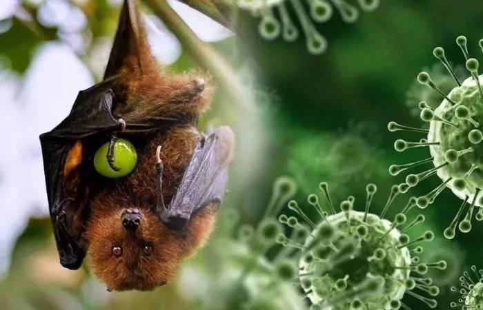 Kasus Virus Nipah Belum Ditemukan di Sumut