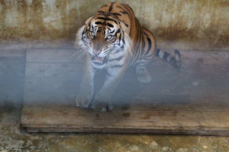 Bupati Simalungun Apresiasi Laporkan Kejadian Harimau Terjerat