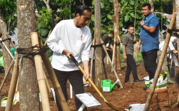 Jokowi Minta Waspada Musim Hujan dan Banjir, Serukan Warga Tanam Pohon
