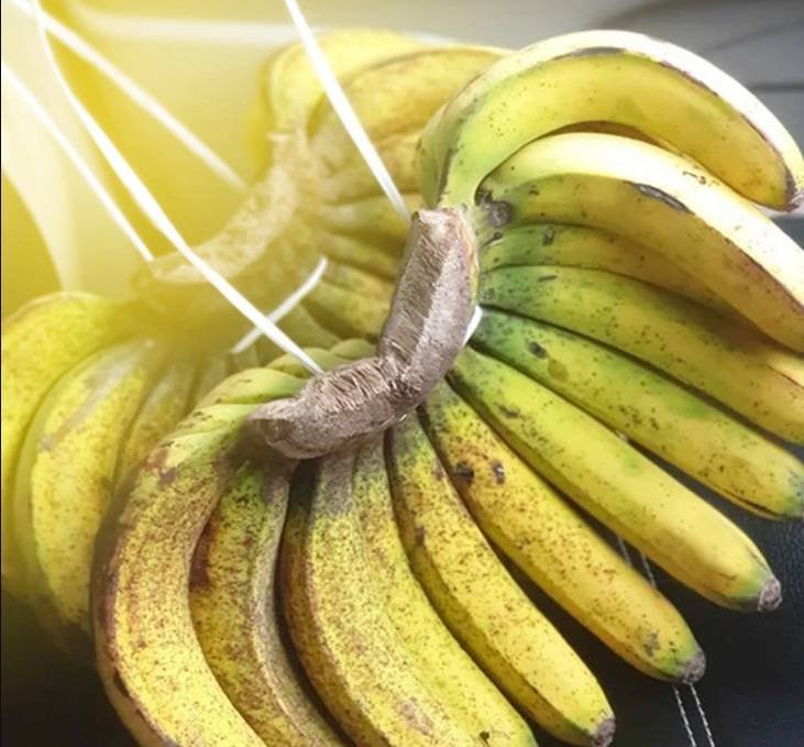 Harga Pisang Barangan di Medan Meroket