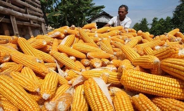 Petani di Simalungun Senang, Harga Jagung Naik Jadi Rp 6.300 Per Kg