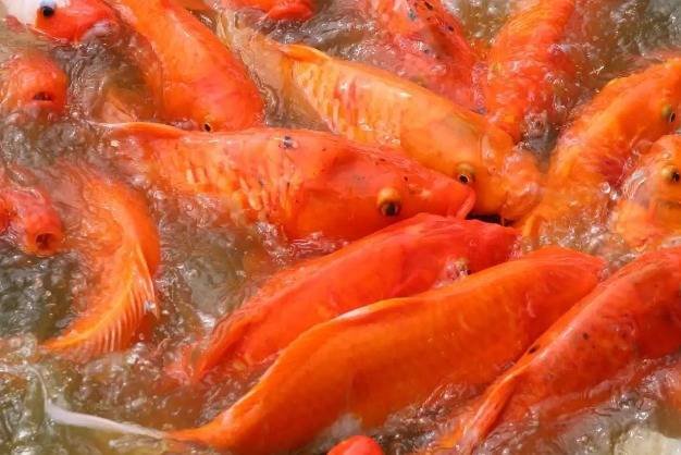 Harga Ikan Mas Toba dan Cabai Masih Bertahan Tinggi di Medan