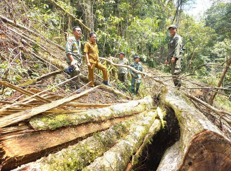 Kepala PKH Wilayah II Pematangsiantar Cek Lokasi Penebangan Kayu di Sitahoan