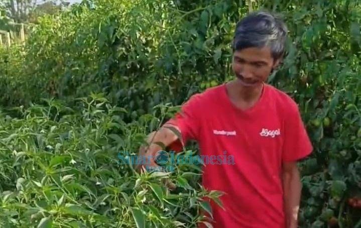 Petani di Simalungun Minta Pemerintah Tak Hanya Mensubsidi Pupuk Urea dan NPK