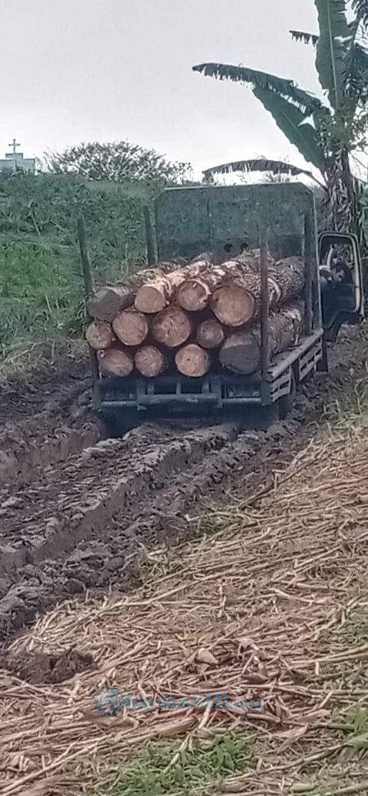 Jalan Usaha Tani di Pollak Tano Ponggol Rusak Akibat Aktivitas Pengangkutan Kayu Bertonase Berat