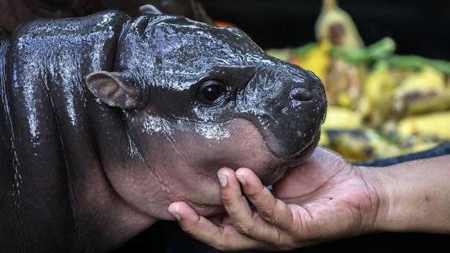 Bayi Kuda Nil Moo Deng Prediksi Trump Menangi Pilpres AS