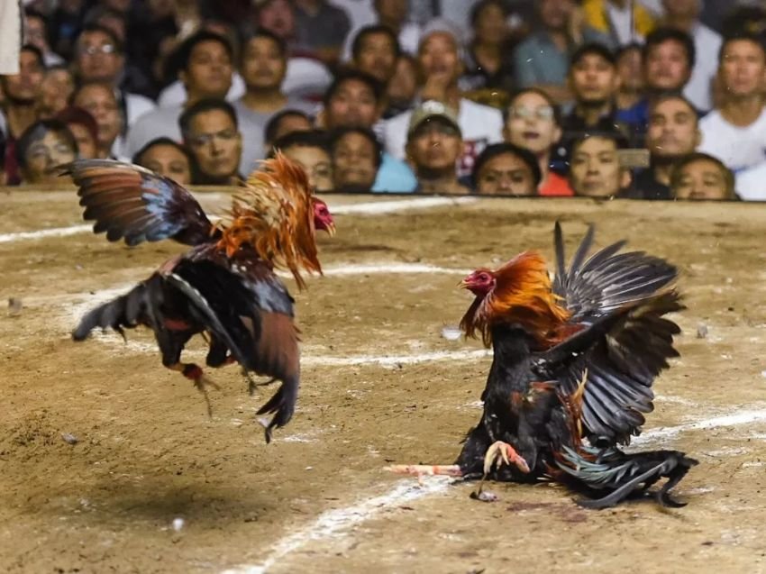 Uang Sabung Ayam di Lampung Diduga Mengalir ke Polsek dan Koramil