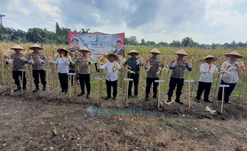 Kapolres Tebingtinggi Panen Raya Jagung Perdana di Kelurahan Pabatu