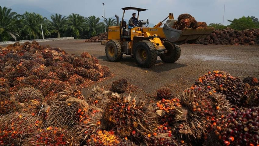 Di Tengah Ancaman Tarif AS, Produksi CPO Diprediksi Naik 17%