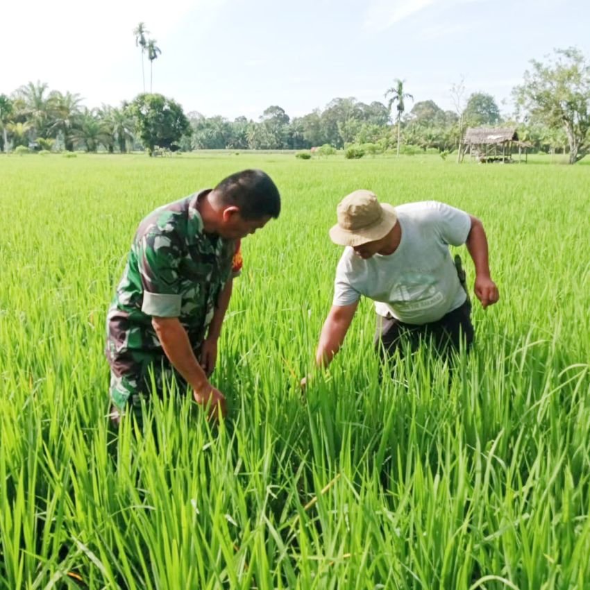 Babinsa Bantu Petani Sibabangun Basmi Hama Padi