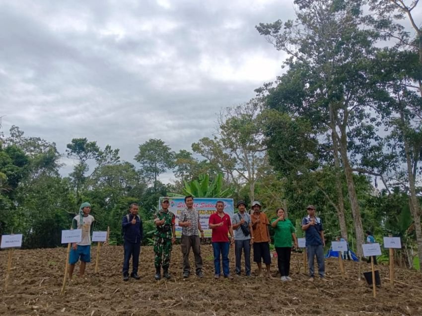 Dukung Kemandirian Pangan, Pemerintah Nagori Rawang Pardomuan Nauli Budidaya Tanaman Jahe