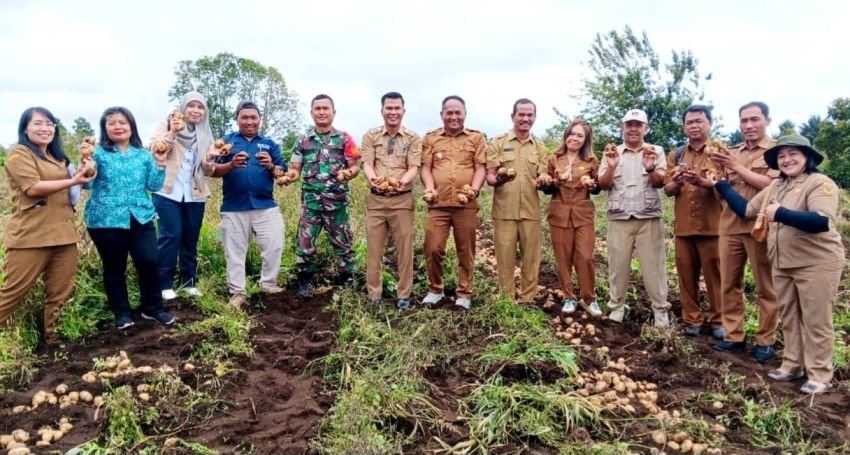 Panen Kentang Perdana, Program Ketapang Desa Sitinjo Berjalan dengan Baik