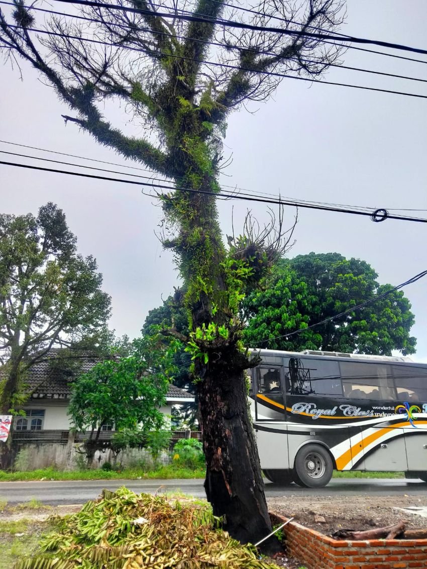 Warga Sinaksak Resah Pohon Tua Rapuh di Jalinsum Belum Ditebang