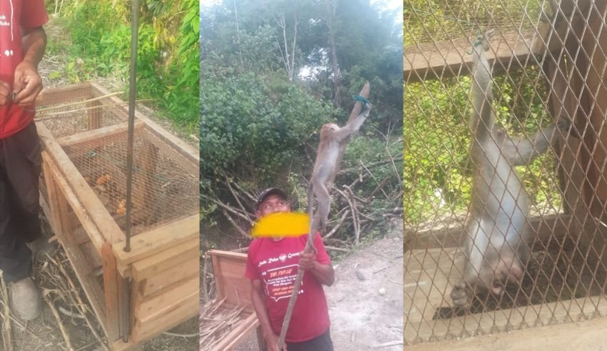 Petani Simalungun Resah, Jagung Diserang Gerombolan Monyet